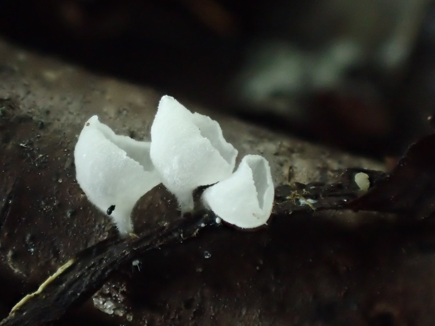 Photo © Sarah Ebdon Calyptella capula by Sarah Ebdon
